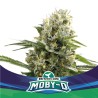 MOBY-D XXL AUTO · BSF Seeds · semi di canapa · AutoFem