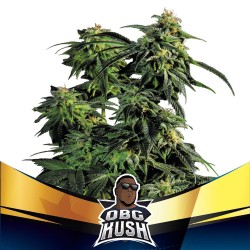 OBG KUSH FAST VERSION · BSF Seeds · kenevir tohum · Fem