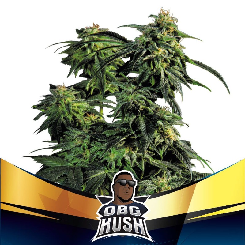 OBG KUSH FAST VERSION · BSF Seeds · semi di canapa · Fem