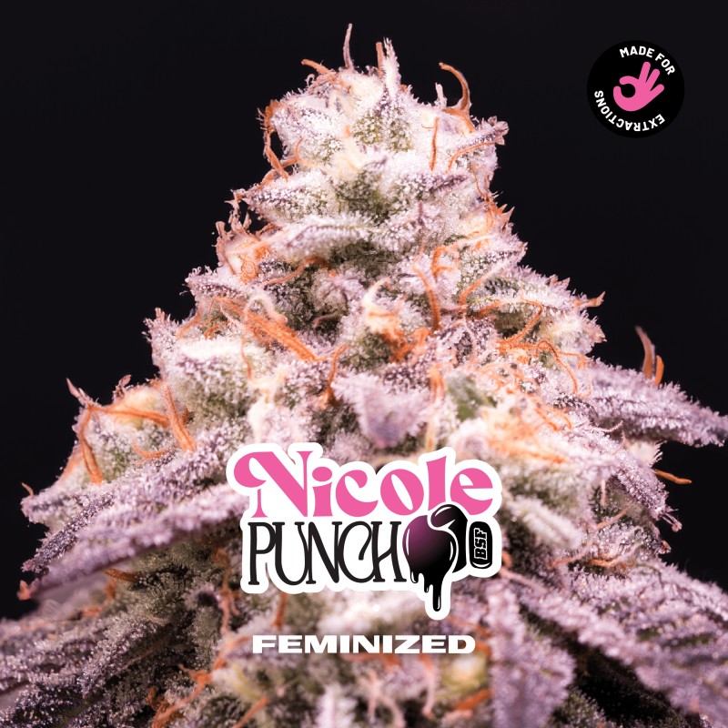 NICOLE PUNCH · BSF Seeds · semi di canapa · Fem