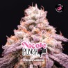 NICOLE PUNCH · BSF Seeds · semi di canapa · Fem