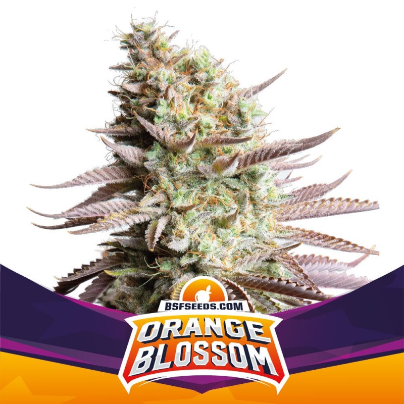ORANGE BLOSSOM · BSF Seeds · semi di canapa · Fem