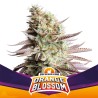 ORANGE BLOSSOM · BSF Seeds · semi di canapa · Fem