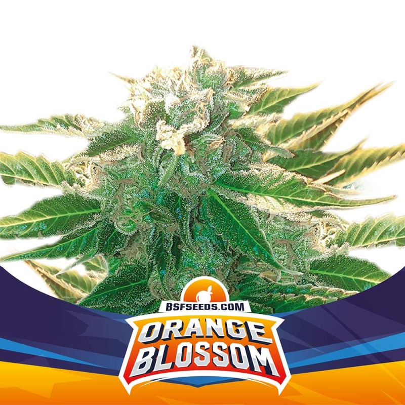 ORANGE BLOSSOM XXL AUTO · BSF Seeds · semi di canapa · AutoFem