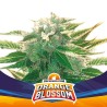 ORANGE BLOSSOM XXL AUTO · BSF Seeds · semi di canapa · AutoFem