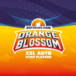 ORANGE BLOSSOM XXL AUTO · BSF Seeds · cannabis seeds · AutoFem