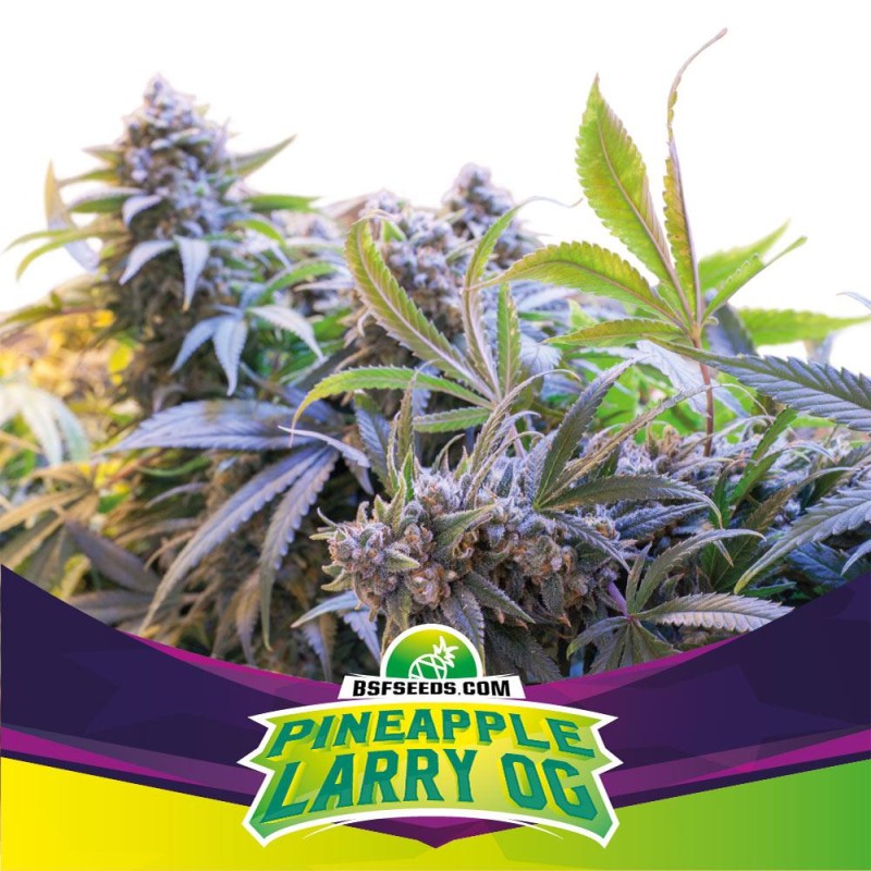 PINEAPPLE LARRY OG · BSF Seeds · semi di canapa · Fem