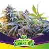 PINEAPPLE LARRY OG · BSF Seeds · semi di canapa · Fem
