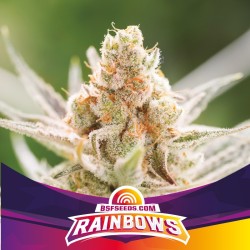 RAINBOWS · BSF Seeds · semi...