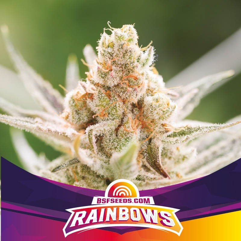 RAINBOWS · BSF Seeds · semi di canapa · Fem