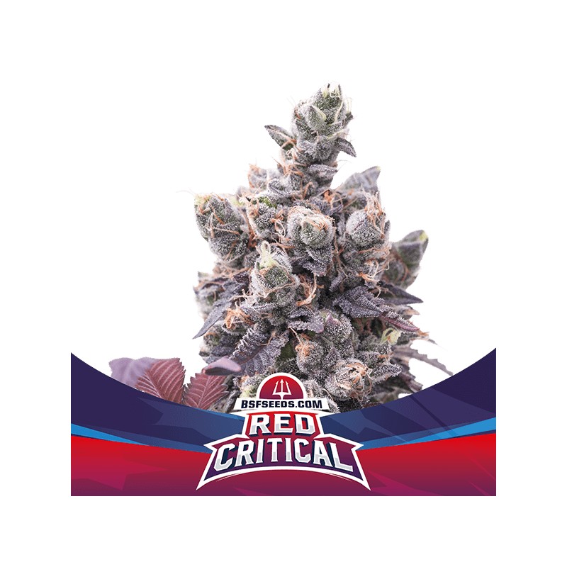 RED CRITICAL AUTO · BSF Seeds · semi di canapa · AutoFem