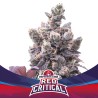 RED CRITICAL AUTO · BSF Seeds · semi di canapa · AutoFem