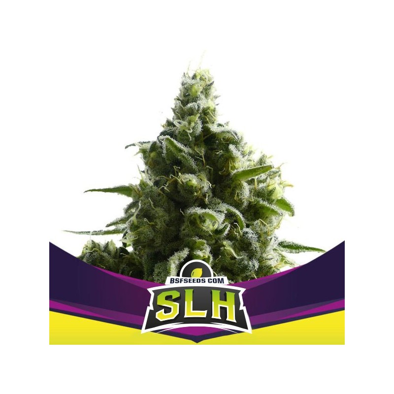 SLH - SUPER LEMON HAZE · BSF Seeds · semi di canapa · Fem