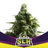SLH - SUPER LEMON HAZE · BSF Seeds · semi di canapa · Fem