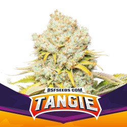 TANGIE · BSF Seeds · semi...