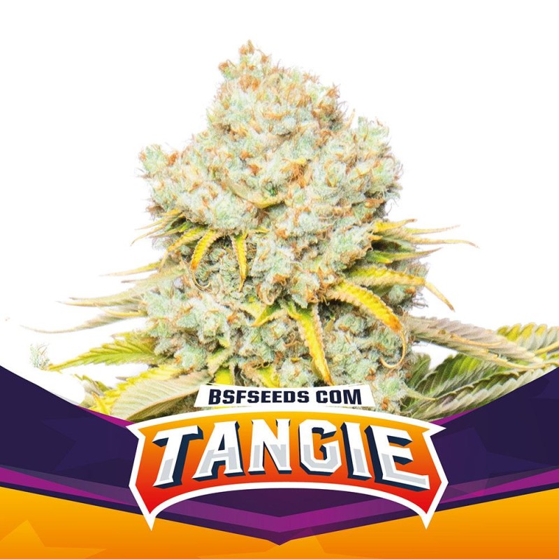 TANGIE · BSF Seeds · semi di canapa · Fem