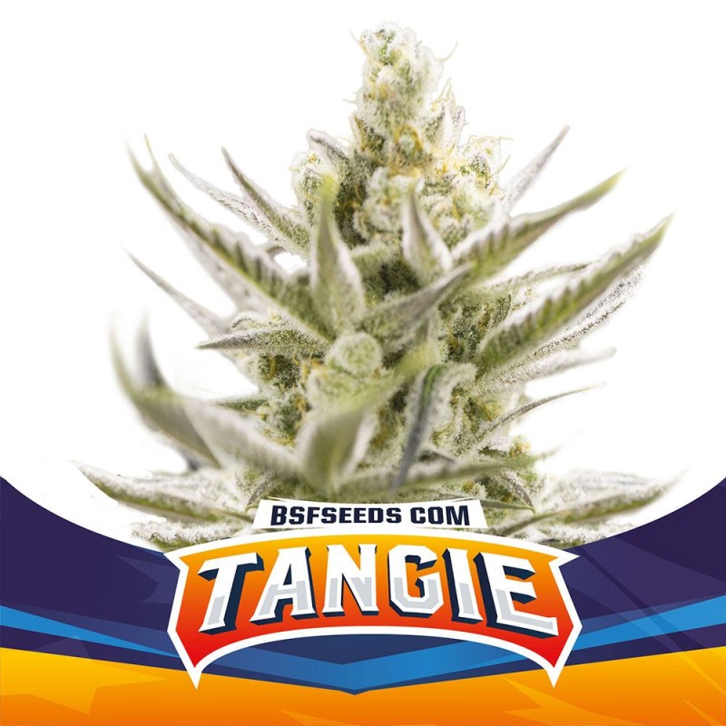 TANGIE XXL AUTO · BSF Seeds · semi di canapa · AutoFem