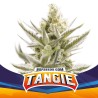 TANGIE XXL AUTO · BSF Seeds · semi di canapa · AutoFem