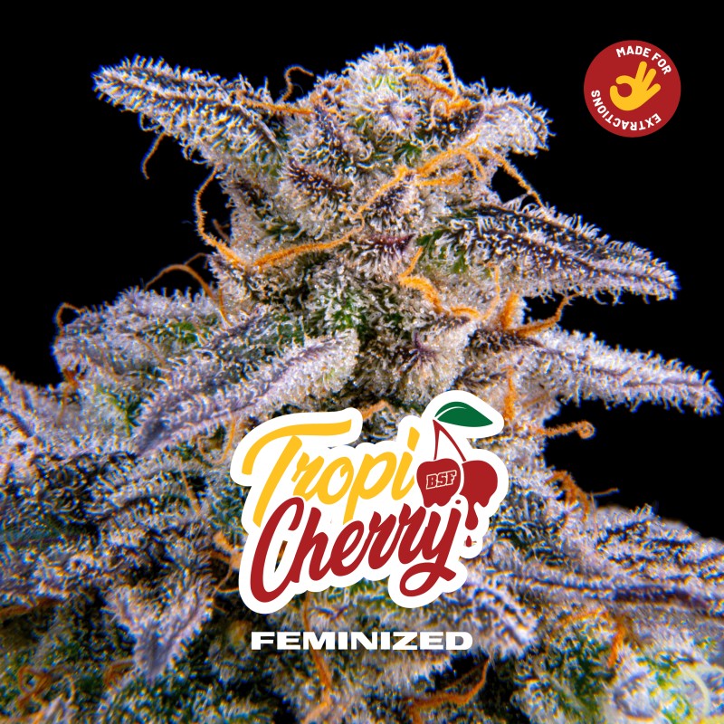 TROPICHERRY · BSF Seeds · semi di canapa · Fem