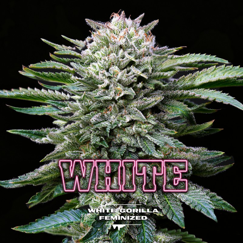 WHITE GORILLA · BSF Seeds · semi di canapa · Fem