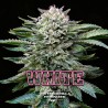 WHITE GORILLA · BSF Seeds · semi di canapa · Fem