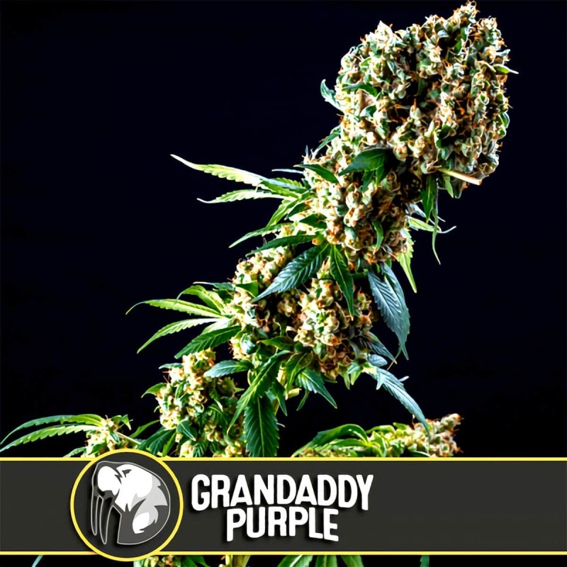 Grandaddy Purple · Blimburn Seeds · semi di canapa · Fem
