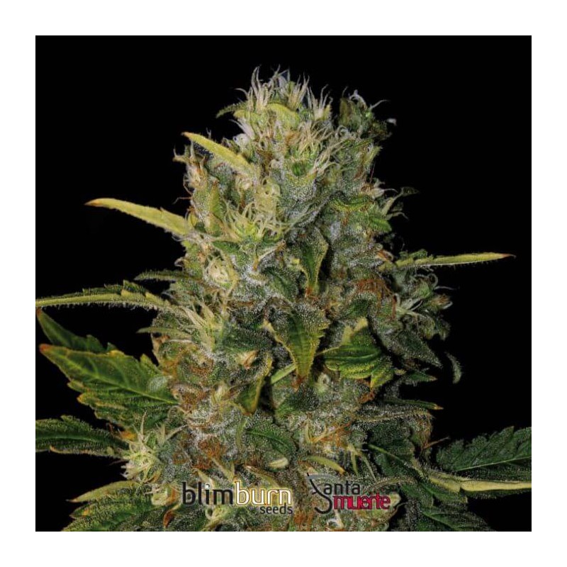 Santa Muerte FB · Blimburn Seeds · semi di canapa · Fem