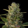Santa Muerte FB · Blimburn Seeds · semi di canapa · Fem