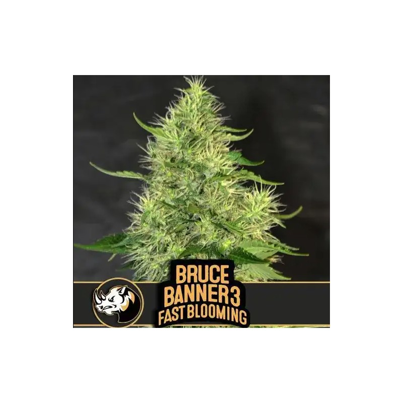 Bruce Banner 3 FB · Blimburn Seeds · cannabis seeds · Fem