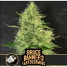 Bruce Banner 3 FB · Blimburn Seeds · semi di canapa · Fem