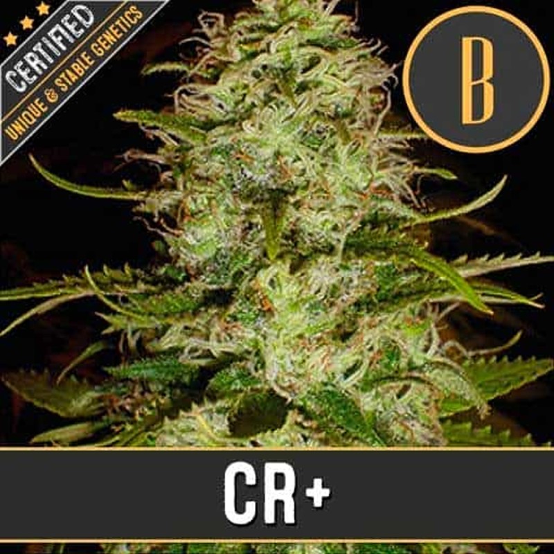 CR+ · Blimburn Seeds · semi di canapa · Fem