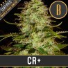 CR+ · Blimburn Seeds · cannabis seeds · Fem