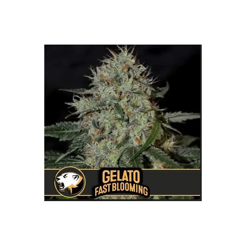 Gelato FB · Blimburn Seeds · cannabis seeds · Fem
