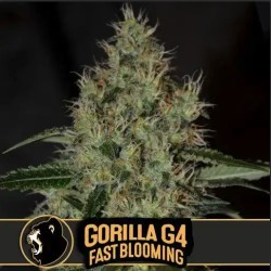 Gorilla Glue 4 FB · Blimburn Seeds · kaufen cannabis samen · Fem