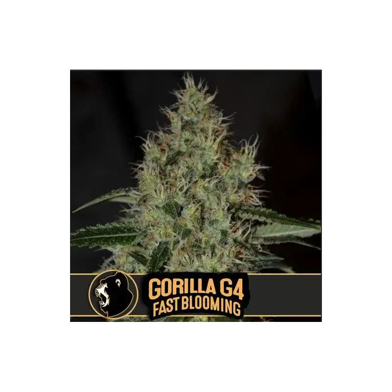 Gorilla Glue 4 FB · Blimburn Seeds · semi di canapa · Fem