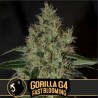 Gorilla Glue 4 FB · Blimburn Seeds · semi di canapa · Fem