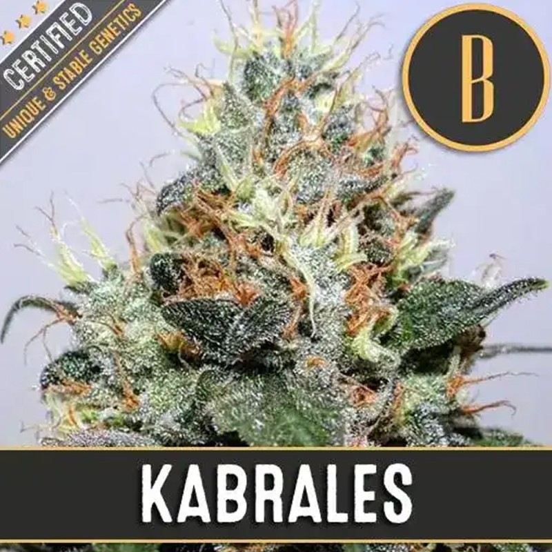 Kabrales · Blimburn Seeds · cannabis seeds · Fem