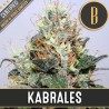 Kabrales · Blimburn Seeds · semi di canapa · Fem