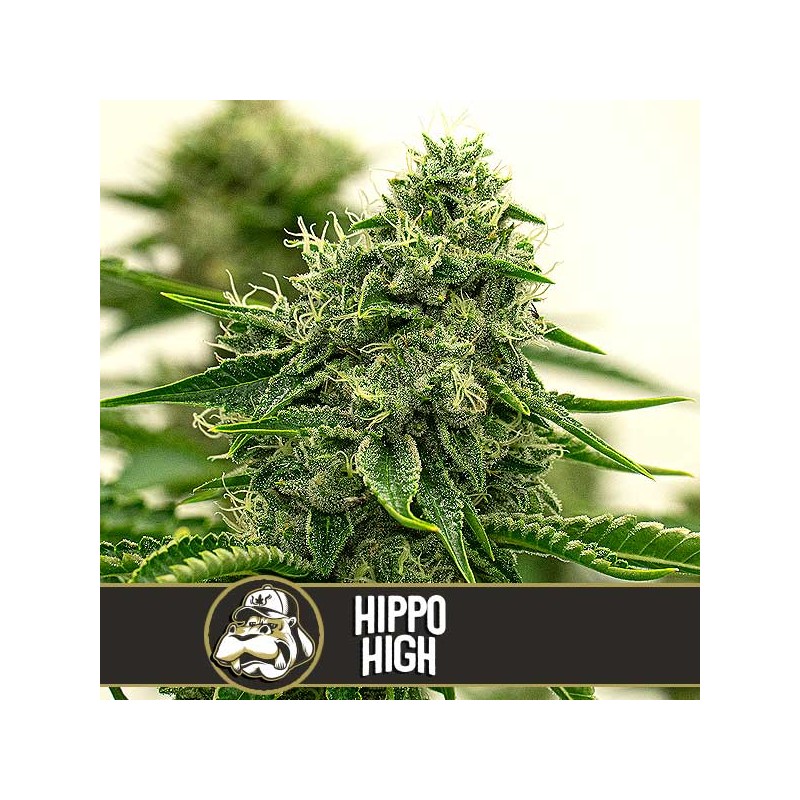 Hippo High · Blimburn Seeds · cannabis seeds · Fem