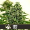 Hippo High · Blimburn Seeds · cannabis seeds · Fem