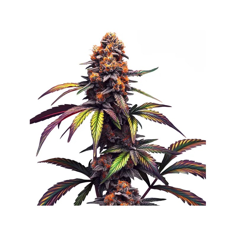 Mamba Negra CBG · Blimburn Seeds · semi di canapa · Fem