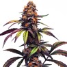 Mamba Negra CBG · Blimburn Seeds · semi di canapa · Fem
