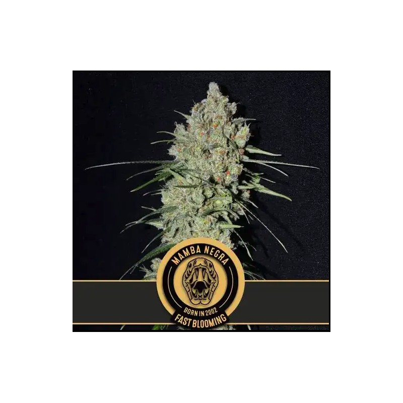 Mamba Negra FB · Blimburn Seeds · cannabis seeds · Fem