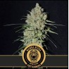 Mamba Negra FB · Blimburn Seeds · semi di canapa · Fem