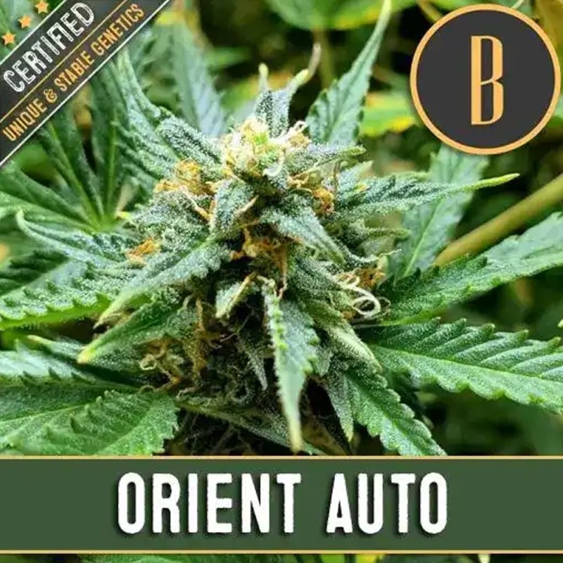 Orient Auto · Blimburn Seeds · cannabis seeds · AutoFem