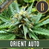 Orient Auto · Blimburn Seeds · cannabis seeds · AutoFem