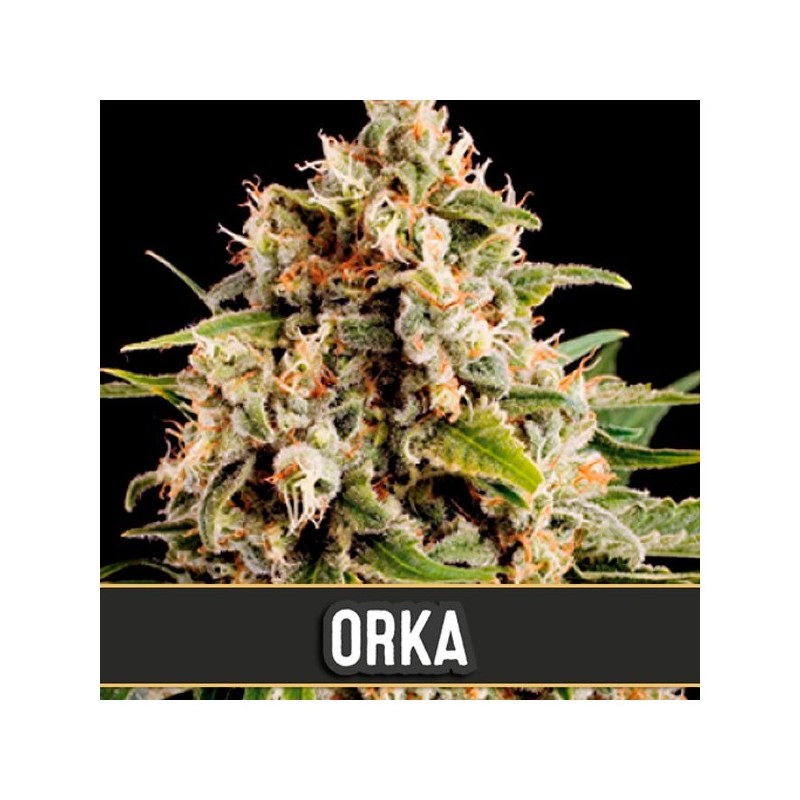 Orka · Blimburn Seeds · cannabis seeds · Fem