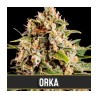 Orka · Blimburn Seeds · cannabis seeds · Fem