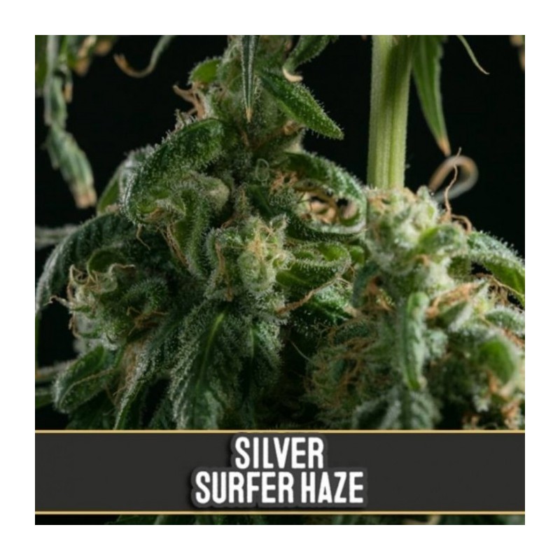 Silver Surfer Haze · Blimburn Seeds · semi di canapa · Fem