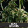 Silver Surfer Haze · Blimburn Seeds · cannabis seeds · Fem